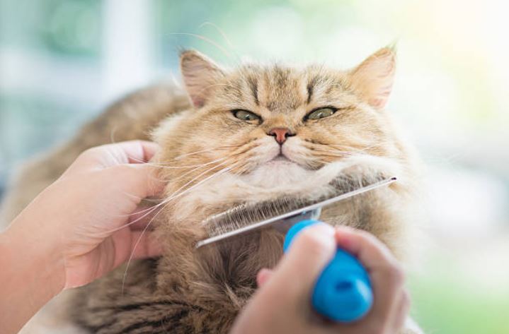 picture of a cat getting groomed and hair brushed by a professional pet groomer in fontana, ca