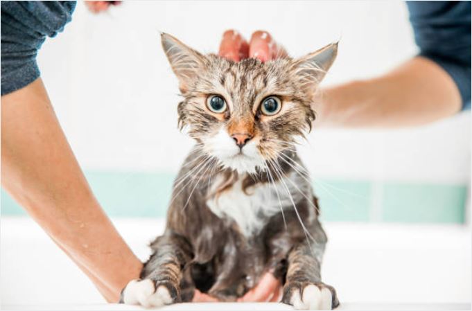 picture of a cat pet getting bathed by a professional