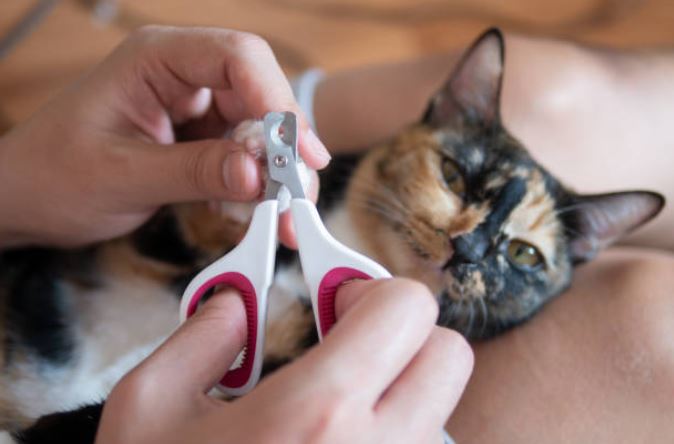 picture of a cat getting its nails trimmed by a professional pet groomer