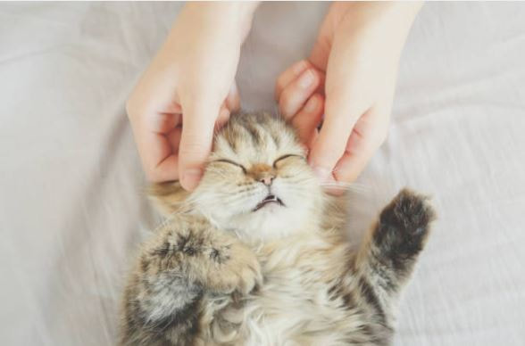 picture of a pet cat massage relaxing