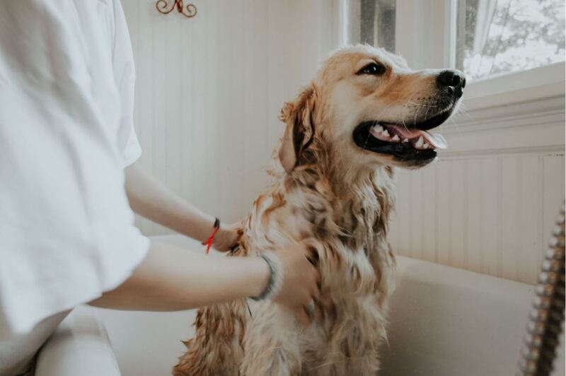 picture of a dog bath, getting showered and cleaned up