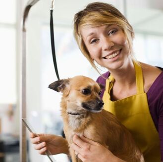 Picture of a pet grooming by a service professional